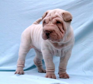 foto-sharpei-nuovo